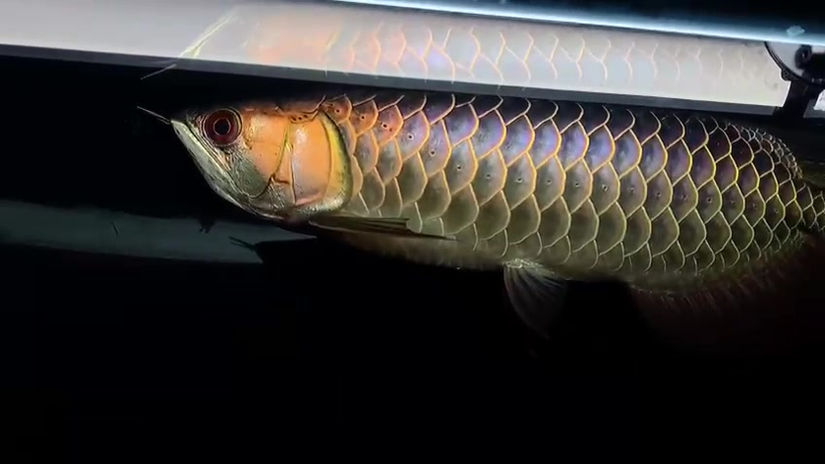 3A MALAYSIA GOLDEN BLUE BASE
